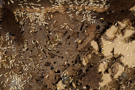 白蚁在草丛里图片