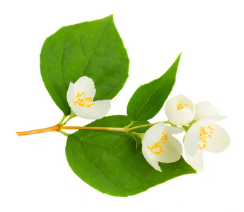 茉莉花和叶子照片
