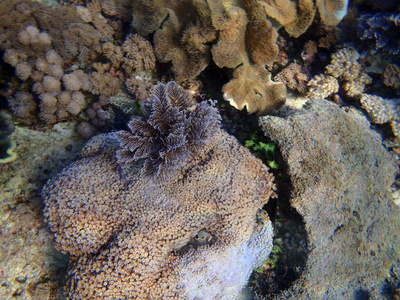 多彩的南海珊瑚