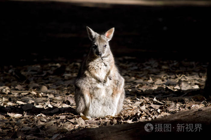 一个袋鼠