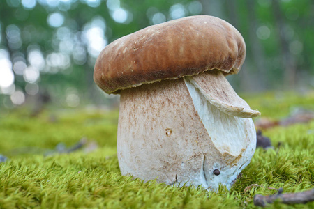 牛肝菌蓝靛果蘑菇图片