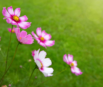 粉色波斯菊花海