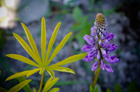 野生卢平花和芽在茎刚开花前, 特写, 选择性焦点