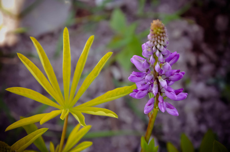 野生卢平花和芽在茎刚开花前, 特写, 选择性焦点