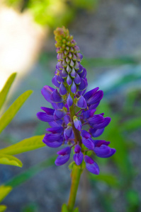 野生卢平花和芽在茎刚开花前, 特写, 选择性焦点