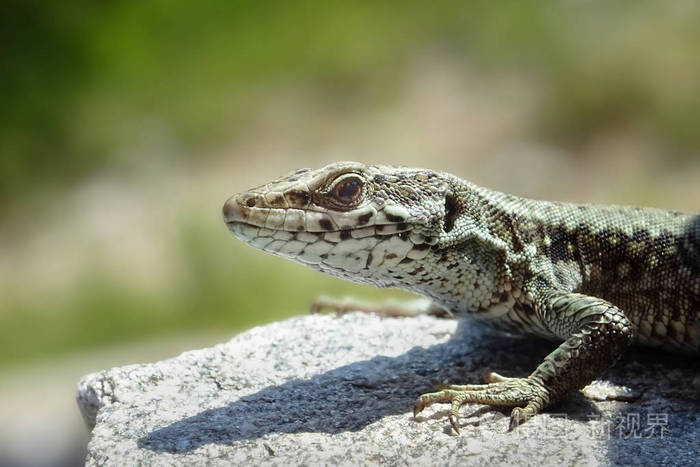 一只蜥蜴在一块岩石上的肖像
