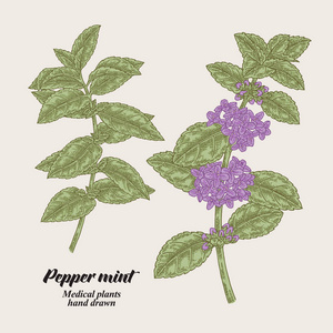 药用草药收集.手绘矢量图照片