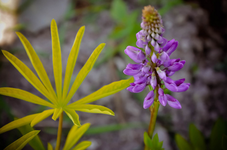 野生卢平花和芽在茎刚开花前, 特写, 选择性焦点