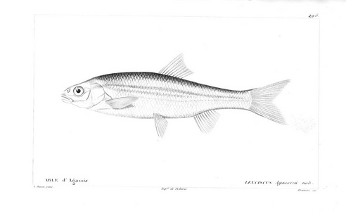 鱼的例证。旧图像