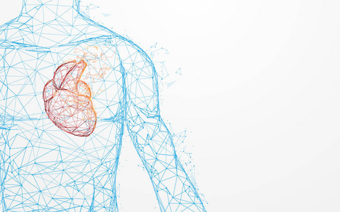 人体心脏解剖形成线和三角形, 点连接网络上的蓝色背景。插图向量