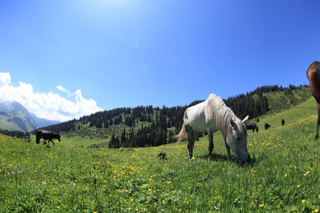 在美丽的山吃草的马
