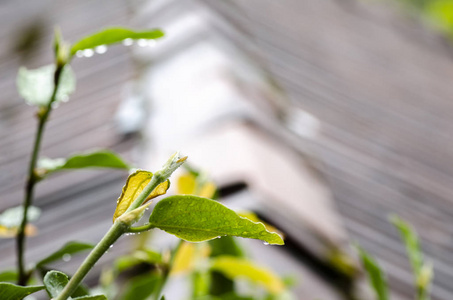 在下雨天, 关闭树枝, 叶子和水分下降. 场浅景深