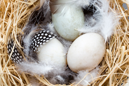 鸭蛋窝,春天复活节象征照片