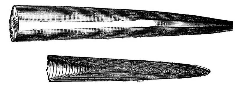 各种喙的侏罗纪 belemnites, 复古刻插图。地球在人之前1886