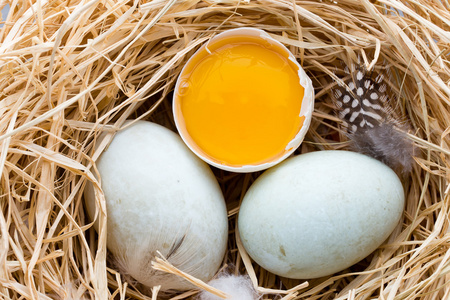 鸭蛋窝,春天复活节象征照片