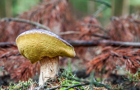 秋天丰收的蘑菇图片
