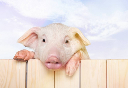 在栅栏上挂着的小猪照片