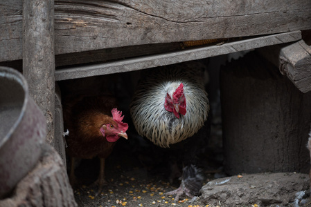 快乐生物鸡和从生态农场躲在粮仓的公鸡