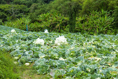 从农场新鲜的卷心菜袋