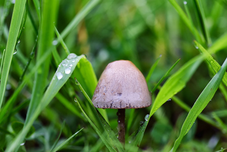 蘑菇在绿草与雨滴