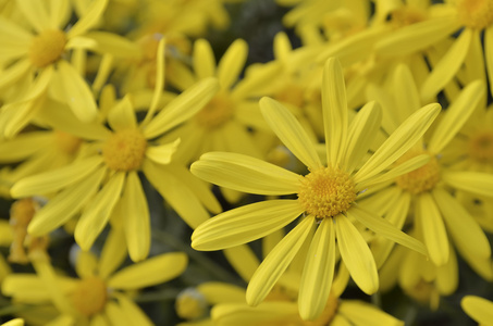 黄色的园林花卉图片