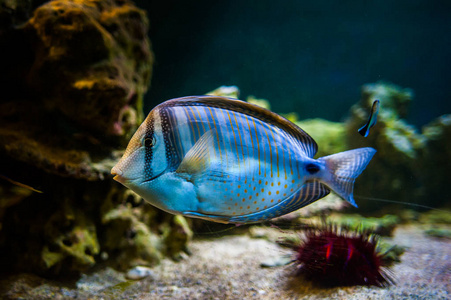 Zebrasoma desjardinii, 鱼在海里游泳, 在珊瑚的背景下