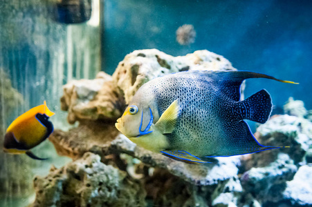 pomacantbus asfur, 鱼在海里游泳, 在珊瑚的背景下照片