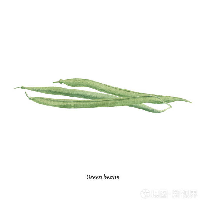 手绘水彩海报与青刀豆