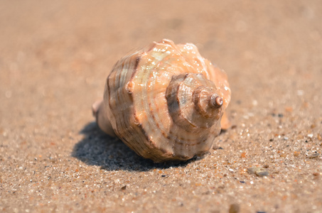 圆圆的壳在海边