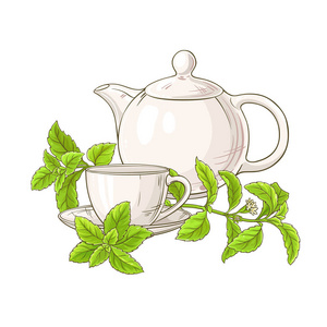 茶壶中的甜菊茶白色背景插图