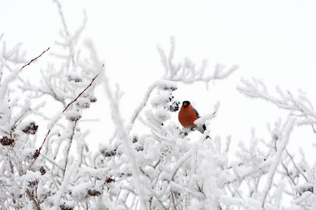 Bullfinch 坐在树枝上。冬季自然。Pyrrhula Pyrrhula