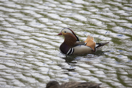 普通话鸭Aix galericulata