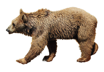 棕熊在白色背景下行走.复制空间照片