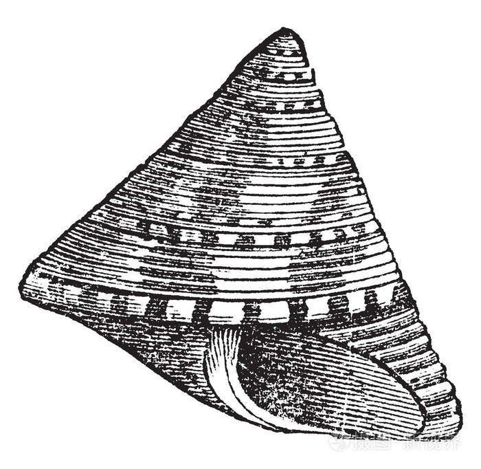 trochus ziziphinus 是海蜗牛的一个属, 复古线画或雕刻插图