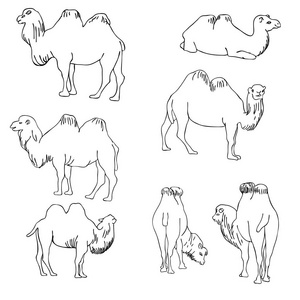 沙漠骆驼手绘图片-沙漠骆驼手绘素材-沙漠骆驼手绘插画-摄图新视界
