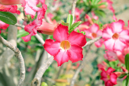 美丽的粉红色花朵