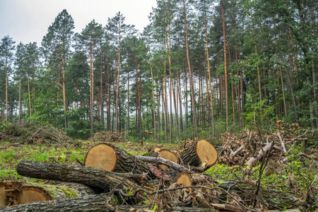 砍伐森林后的树桩,原木和树枝照片