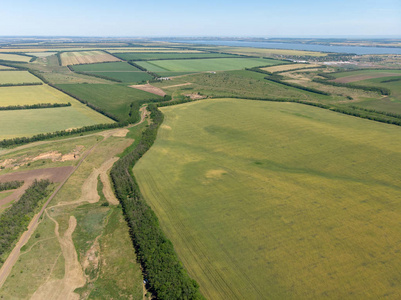 种植小麦的绿色田野。顶部鸟瞰图由无人机制造