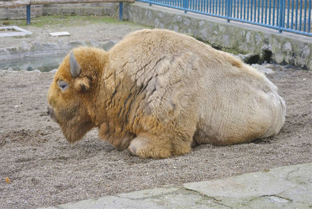 野牛躺在动物园的地面上。贝尔格莱德塞尔维亚