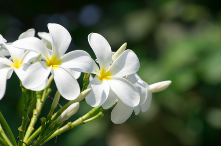 白梅香鲜花