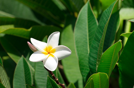 白梅香鲜花