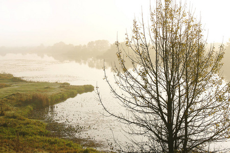 在河上薄雾的秋天早晨。池塘边的孤树