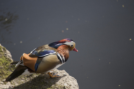 普通话鸭Aix galericulata