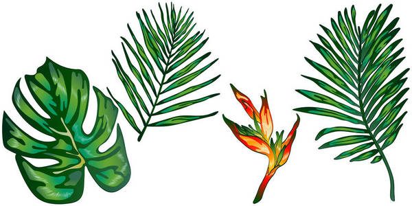 热带绿叶在媒介样式隔绝了。背景纹理包装图案框架或边框的矢量叶