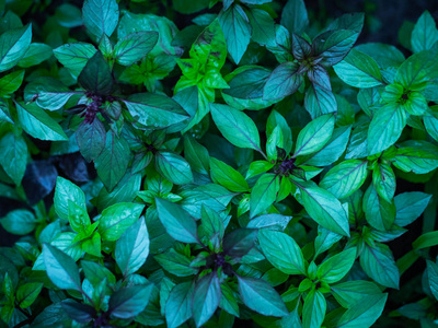 新鲜的罗勒在花园里。植物的食物背景。绿色贵要