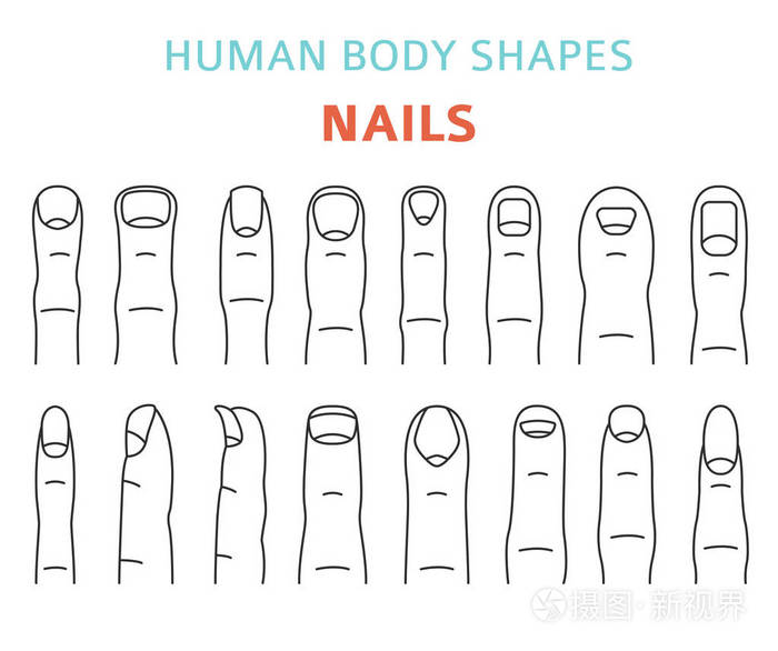 手指指甲类型设置.矢量插图