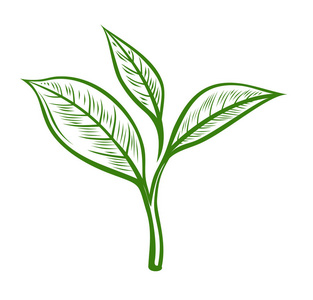 黄金芽茶叶图片