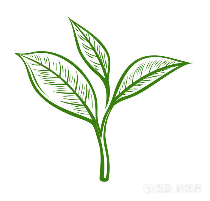 矢量茶叶插画-正版商用图片0rpt44-摄图新视界