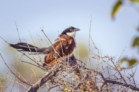 南非克鲁格国家公园的 CoucalCuculidae Centropus burchellii 家族的钱币