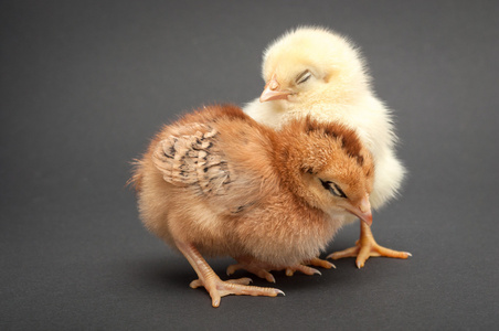 两只小鸡睡眠照片